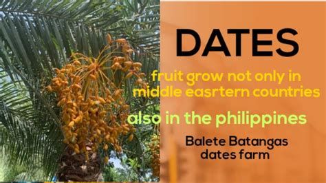 dates in philippines|Iba pa.